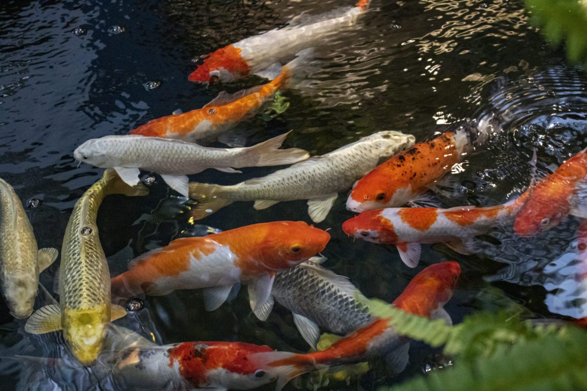 koi-7324247